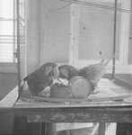 Two birds inside of their cage at Stroop's Snake Farm. Bowmans Crossing, Va. by William Garber