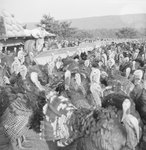 A large group of turkeys, with a man and a large truck on the far left. by William Garber