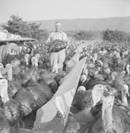 One man and large group of turkeys next to feeding troughs. by William Garber