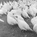 A close up of a group of turkeys. by William Garber
