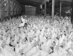 A very large group of turkeys inside a poultry house. by William Garber