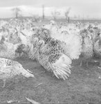 A large group of turkeys in a field outdoors. by William Garber