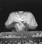 Man handling a baby chick over a crate of other baby chicks. by William Garber