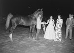 Timberville Horse Show, a number of individuals standing next to a horse that is looking away from the camera by William Garber
