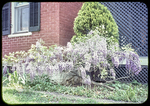 Wisteria in bloom at 65 Paul St. by James Madison University