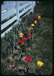 Tulips blooming at 65 Paul St. by James Madison University