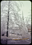 Ice-covered tree at S. Main and Paul St. by James Madison University