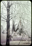 Ice-covered tree and St. Francis statue backyard, 241 Paul by James Madison University