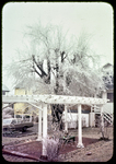 Ice-Covered tree and terrace in back yard, 241 Paul St. by James Madison University