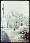 Ice-Covered bushes and dogwood tree, 241 Paul St. by James Madison University
