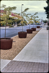 Harrisonburg's new street trees and other plantings by James Madison University